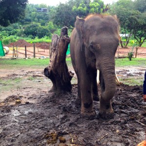 baby ellie! this guy was quite rambunctious. 